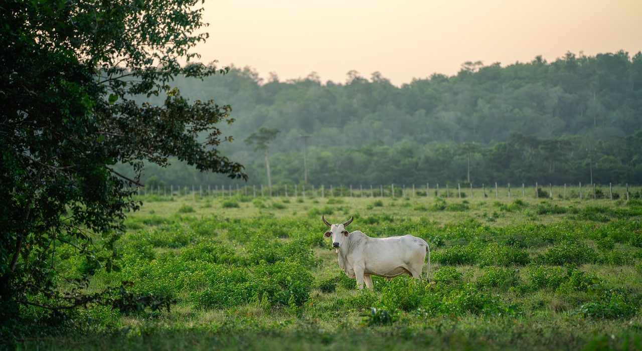 Volta Greentech Raises €1.7 Million to Cut Cow Methane Emissions