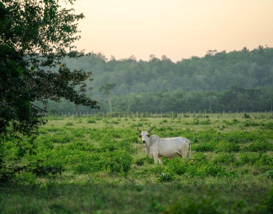 Volta Greentech Raises €1.7 Million to Cut Cow Methane Emissions